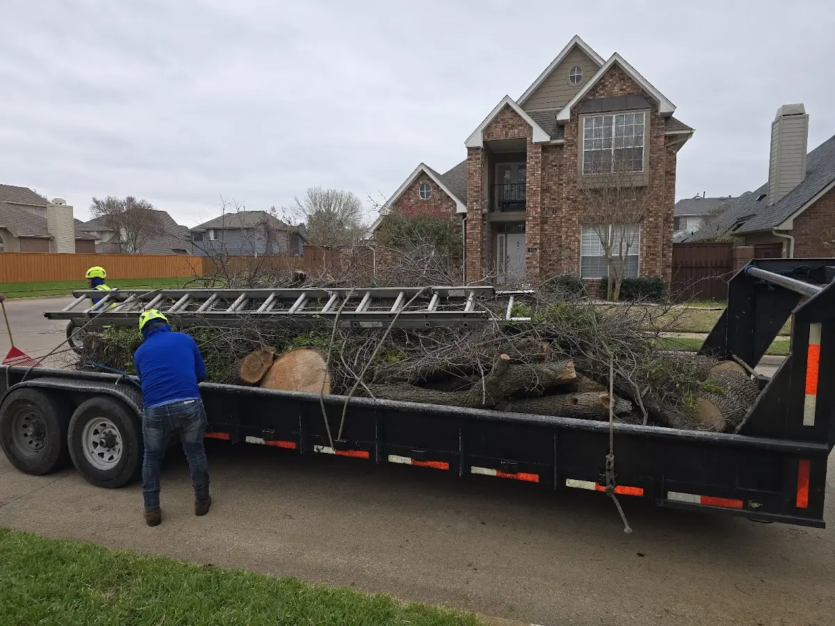 Expert Tree Removal with proper safety equipment in Glenwood